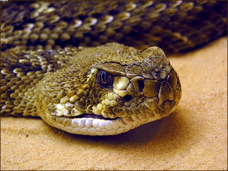 Crotalus atrox Crotalus atrox, western foothills of the Sa. Flickr