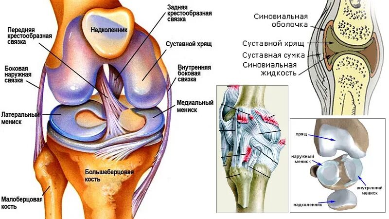 Строение колена-мениск анатомия. Строение мениска коленного сустава анатомия. Мениски коленный сустав анатомия человека. Связки мениска коленного сустава. Внутри коленный сустав