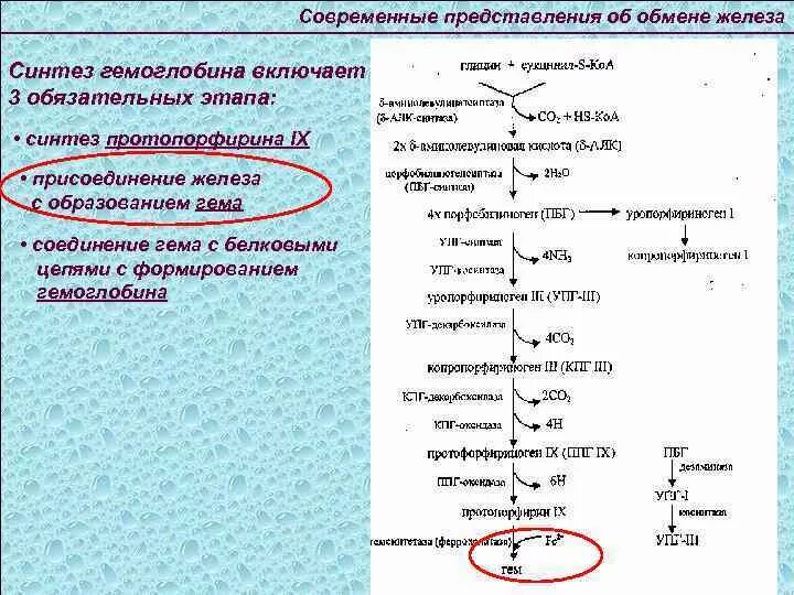 В результате реакций матричного синтеза синтезируются молекулы. Синтез гемоглобина биохимия схема. Общая схема синтеза гемоглобина. Синтез и распад гемоглобина биохимия. Общая схема образования гемоглобина.