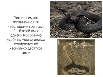 Гадюки спячка