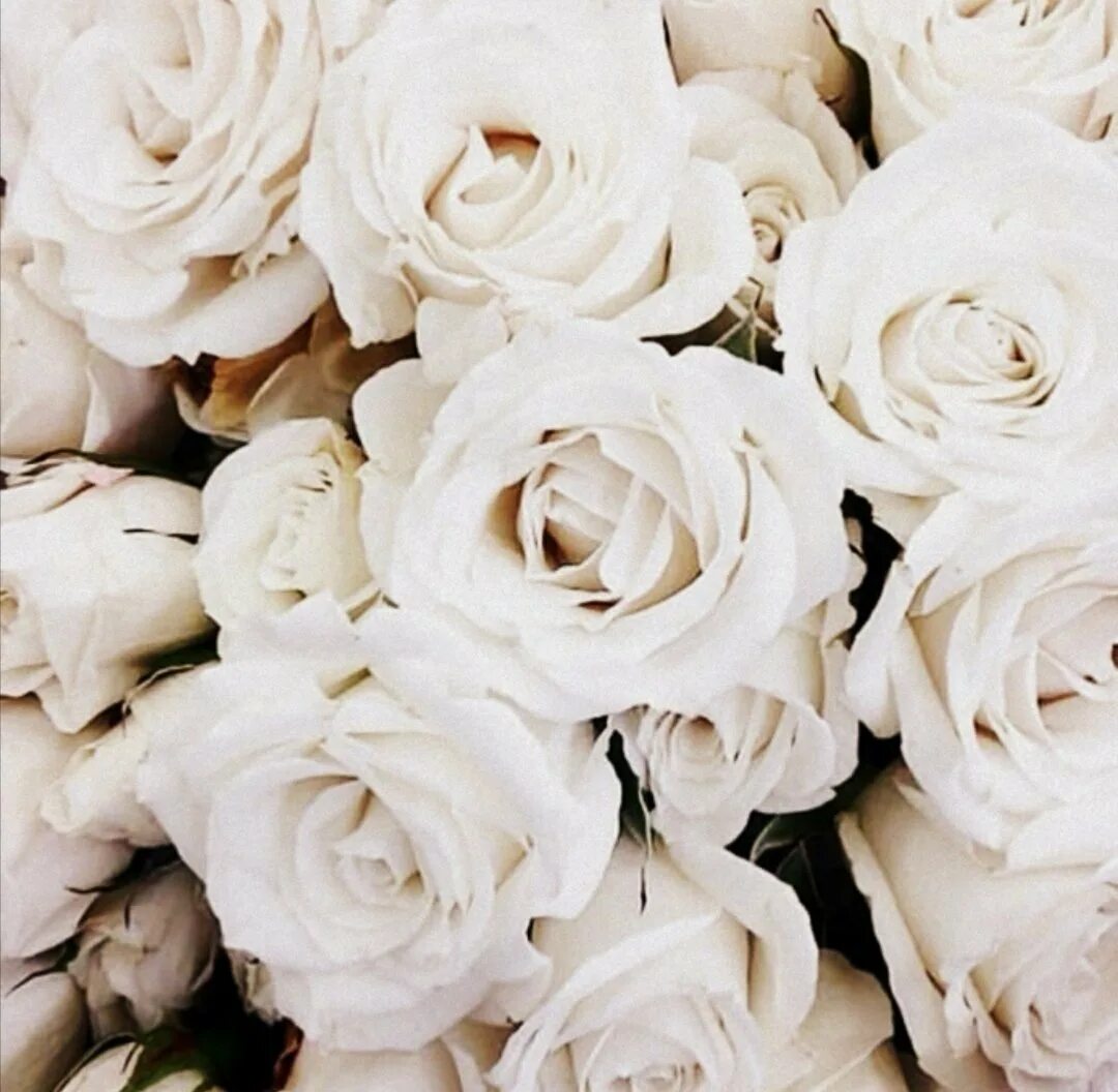 Белая картинка. Роза Вайт викенд. Эстетика белого цвета. Белые розы Эстетика. Эстетика белых цветов.