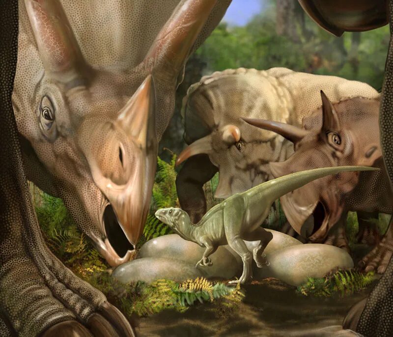 Трицератопс детеныш. Динозавр Трицератопс. Гнездо динозавра.