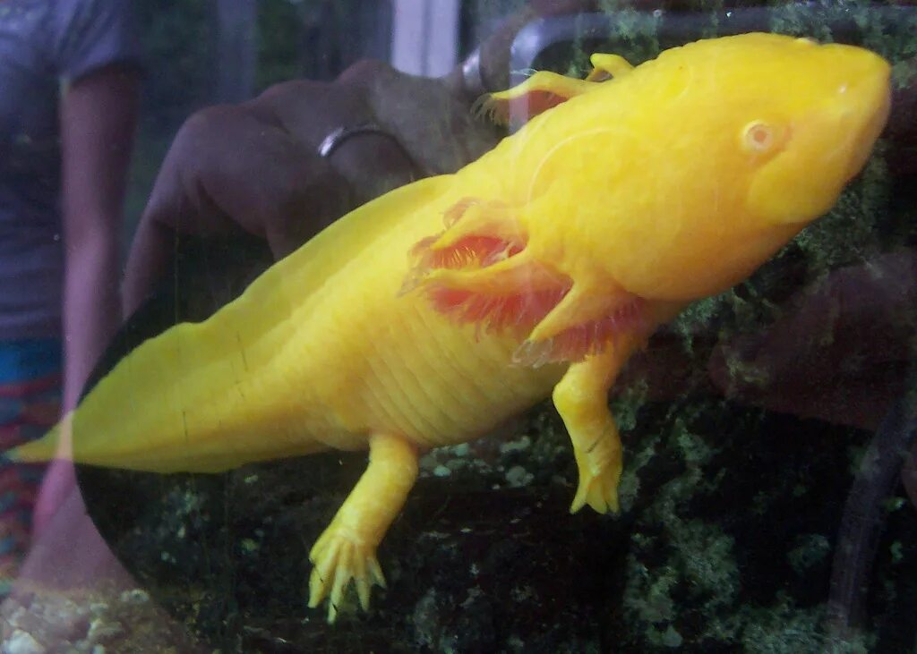 Аксолотль желтый. Желтый желтый аксолотль. Аксолотль аквариумный жёлтый. Аксолотль альбинос.