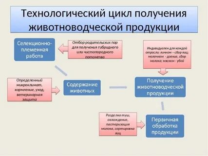 Процесс производства животноводства