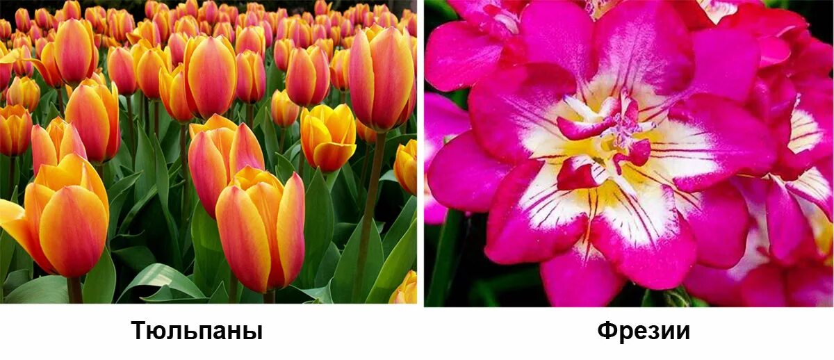 Процветок каталог 2023 года. Процветок каталог. Просветок интернет магазин каталог весна 2023. Процветок интернет магазин семена и саженцы. Процветок интернет магазин растения.