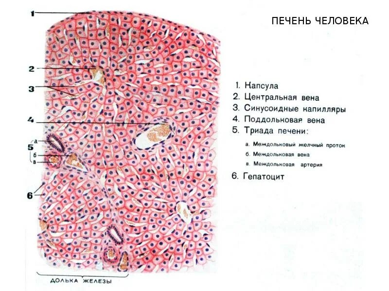 Железистые клетки печени. Строение печени гистология препарат. Печень человека гистология препарат рисунок. Печень человека гистология препарат с подписями. Строение печени человека гистология.