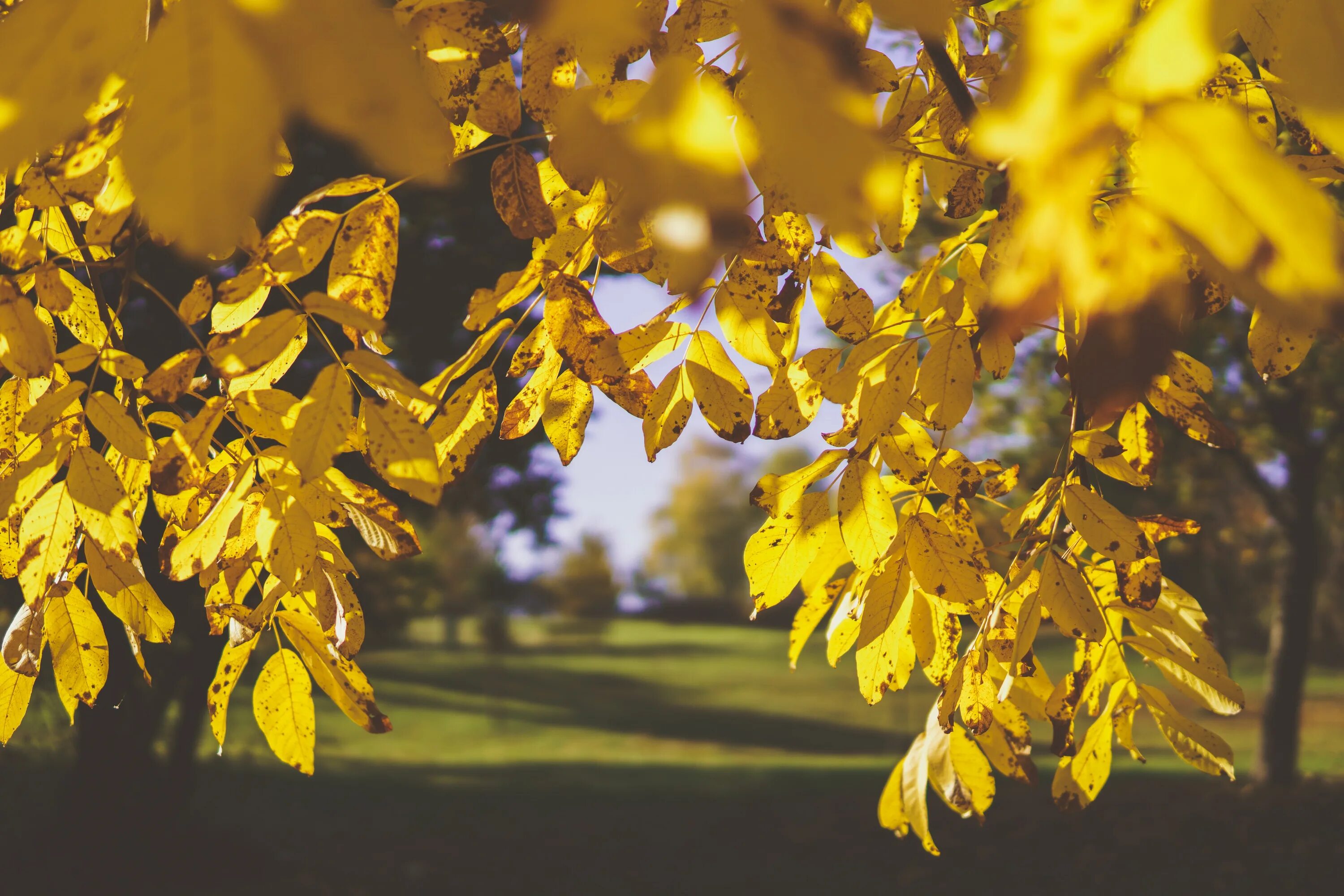 Даже самой теплой осенью листья желтеют. Осень в желтом сарафане. Вы помните желтую осень.