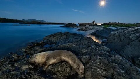 Marine wildlife