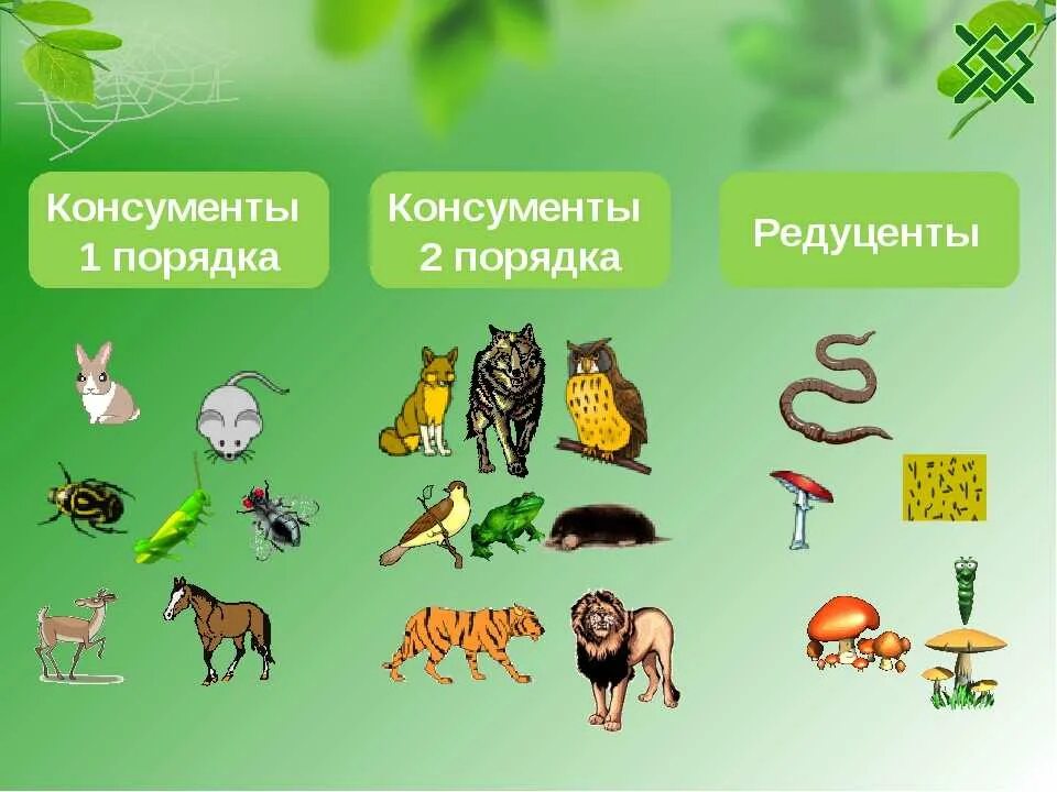 Редуценты продуценты и консументы это первого и второго порядка. Консументы 1 порядка консументы 2 порядка. Консументы 2) редуценты. Консументы 2-го порядка являются