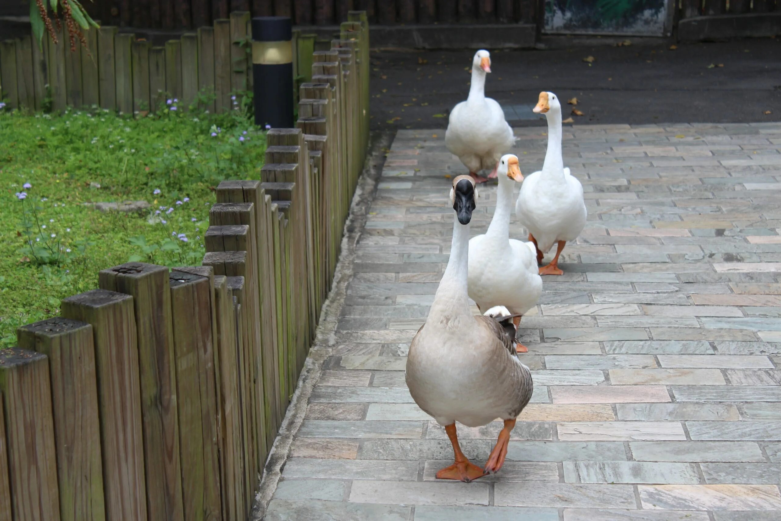 Duck into
