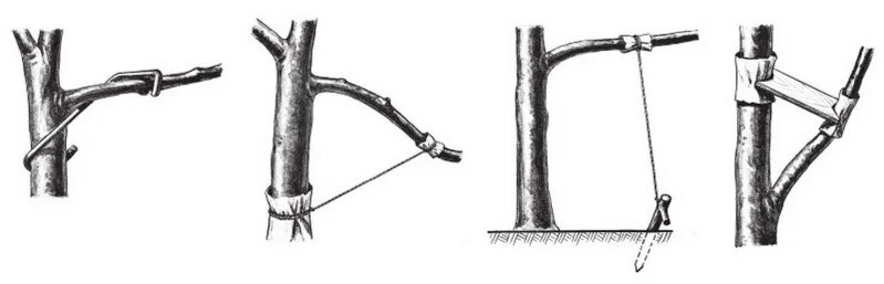 Как правильно обрезать волчки. Волчковые ветки у яблони что это. Приспособление для отгибания веток яблони. Волчковые побеги на яблоне. Обрезка яблони волчки.