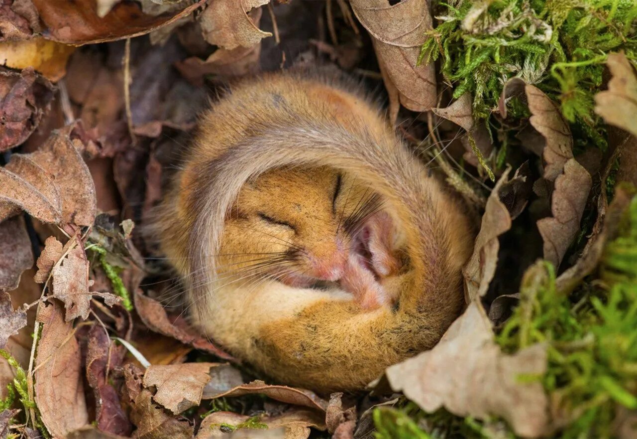 Спящие животные. Орешниковая соня гнездо. Орешниковая соня в спячке. Зайка спит. Коала.