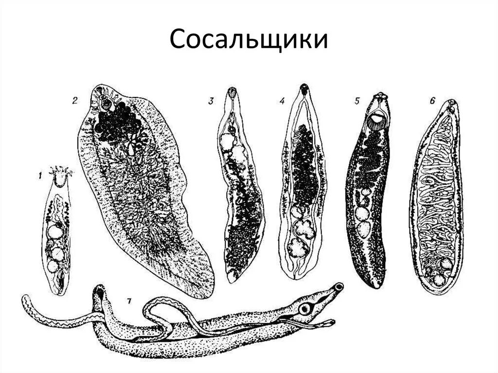 Сосальщики рисунок. Биогельминты трематоды.