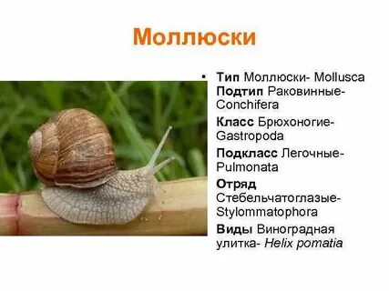 Какой тип характерен для виноградной улитки