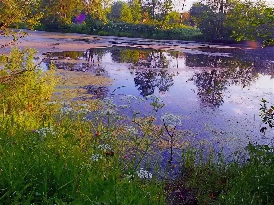 Пруд затянут ряской. Ряска на озере. Болото с ряской. Черноисточенский пруд цветет. Затянулся пруд