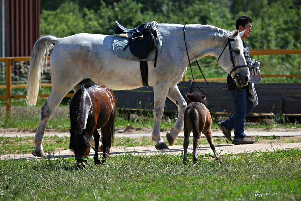 Зачем собирали семя жеребцов. Бизнесмен продал лошадь за 10. Лошадь в control. Бизнесмен продал лошадь за 10. Загадка про лошадь.