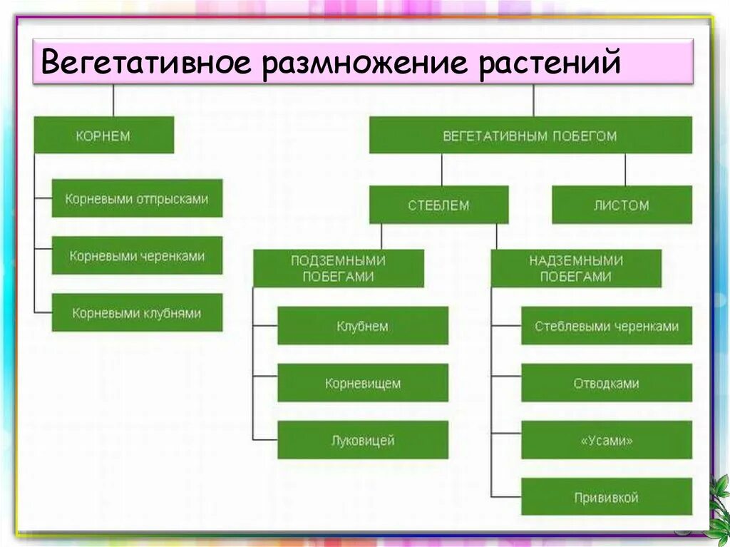 Какое размножение у цветов. Способы вегетативного размножения растений. Вегетативное размножение растений схема. Формы и способы размножения растений схема 2. Схема способы размножения растений биология 6.