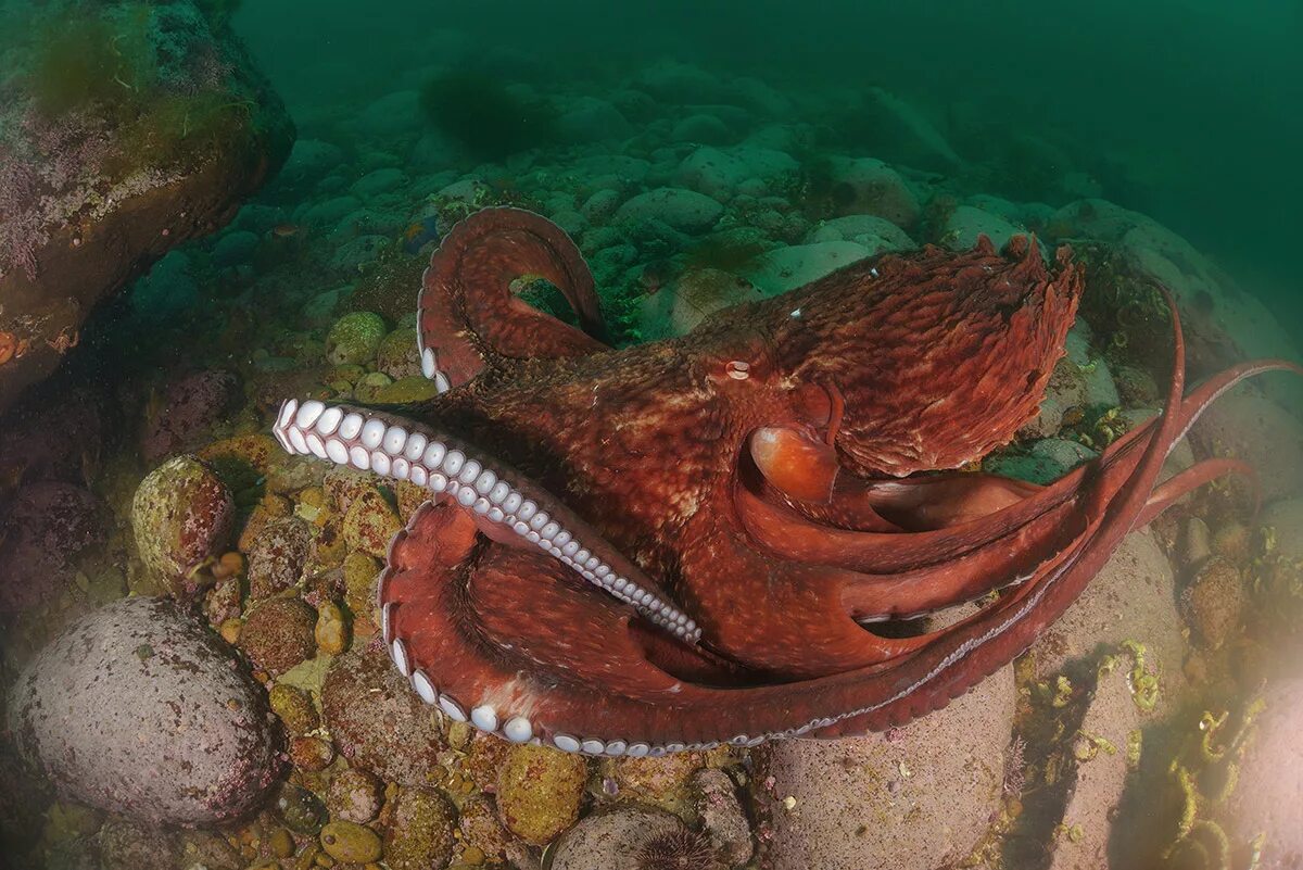 синекольчольчатый осьминог. осьминог 2д. японские ловушки на осьминога. осьминог дофлейна гигантский. осьминог в графическом редакторе.