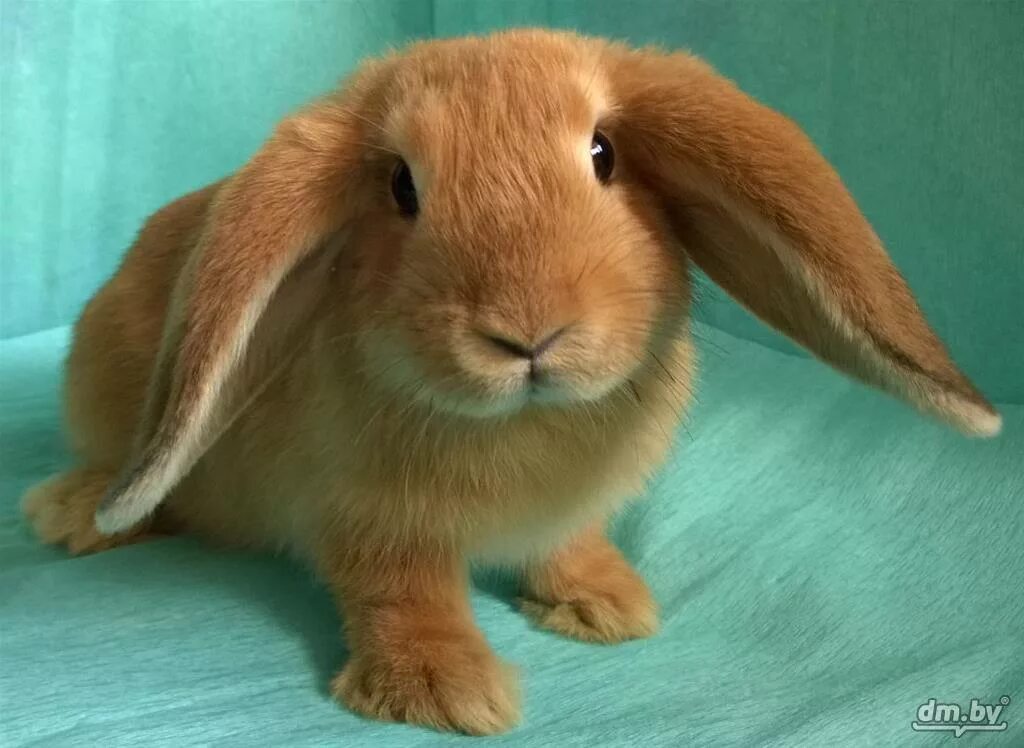 Карликовый вислоухий кролик. Черный вислоухий кролик. Вислоухий кролик голландский баран. Карликовый баран вислоухий кролик. Карликовый вислоухий баран крольчонок.