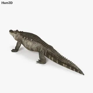Alligator 3c
