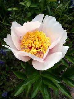 Rose noble