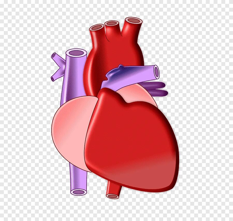 Орган сердце человека рисунок. Изображение сердца человека.