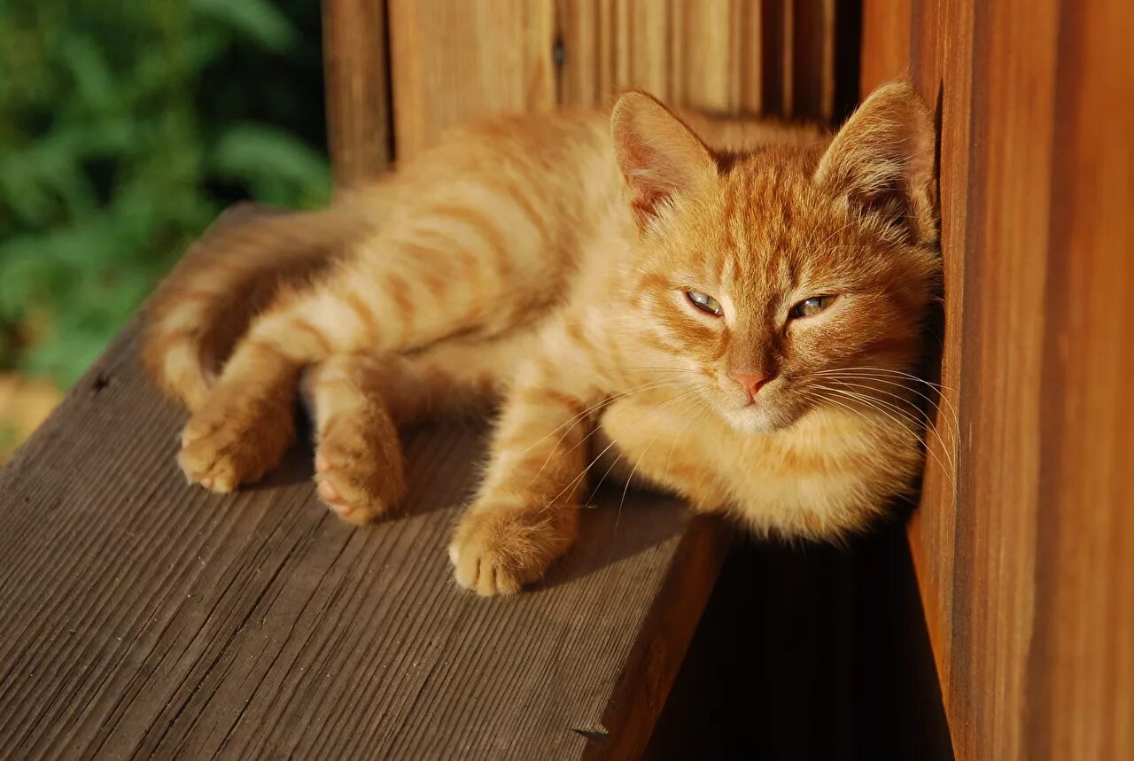 Рыжий кот представляет. Рыжий кот. рыжий котик. рыжая кошка. красивый рыжий кот.