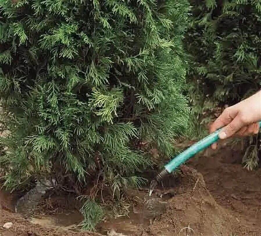 Как поливать тую