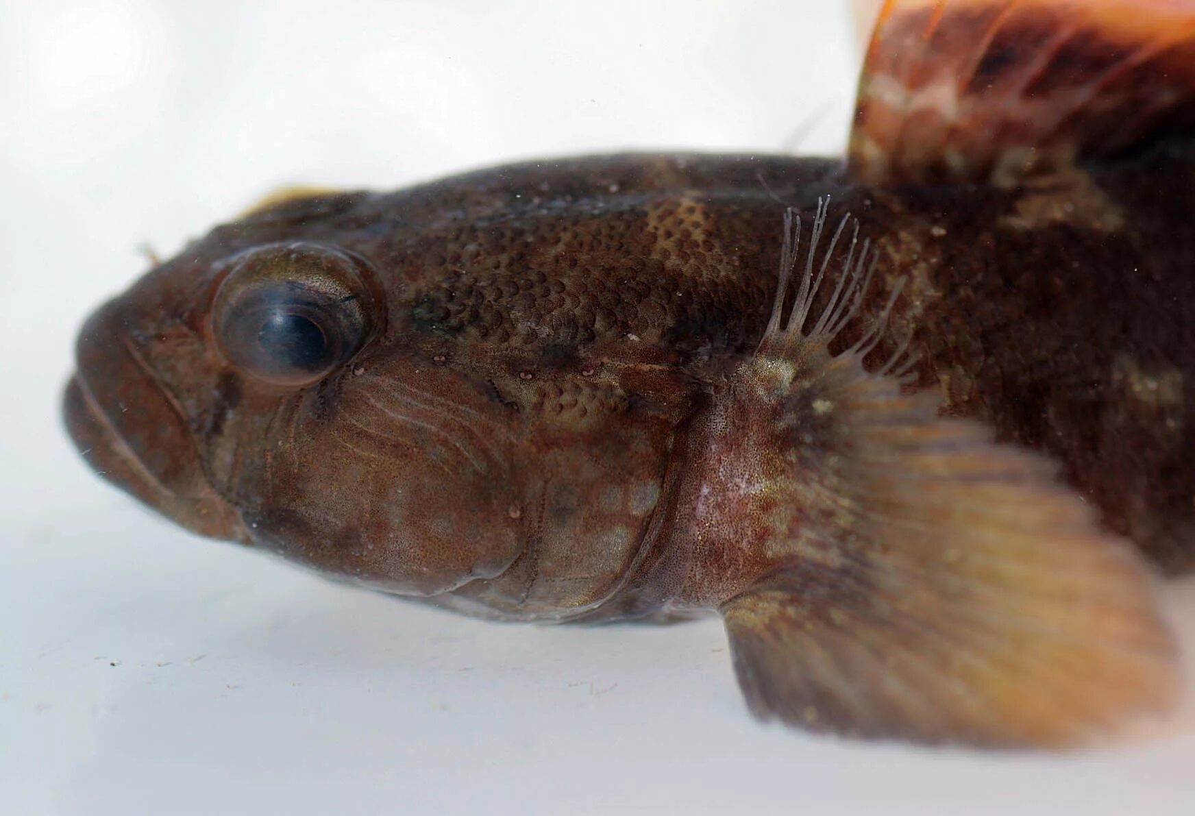 азовский бычок рыба. бычок черноморский. черноморской рыбки бычок. бычок черноморский. бычок черноморский.