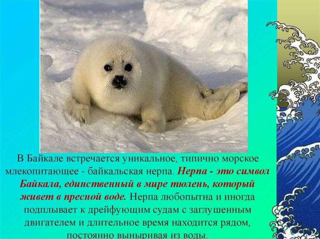 Озеро байкал 2 класс окружающий мир. Байкал информация. Озеро Байкал презентация. Байкал рассказать. Рассказ о Байкале.