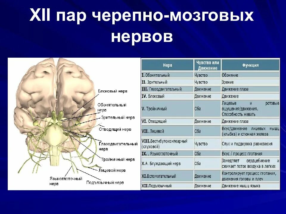 Какие органы отвечают за движение