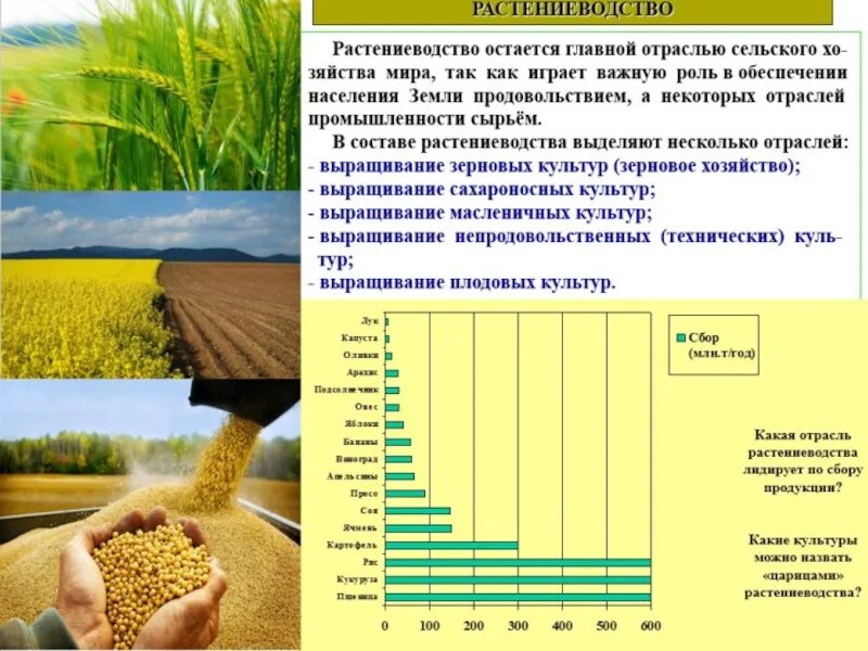 На производстве сельскохозяйственные культуры. География сельского хозяйства. Технические сельскохозяйственные культуры. Зерно технические культуры.