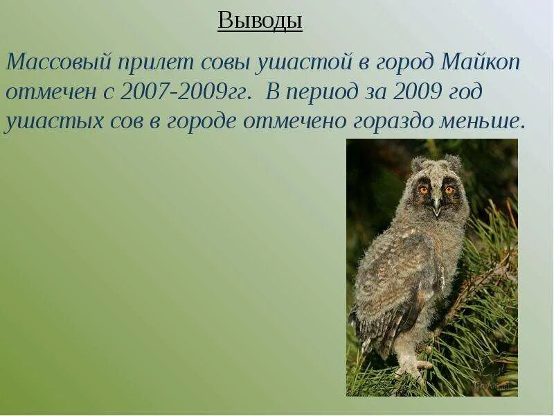 Сова сообщение 2 класс. Информация о сове. доклад про сову. сова для презентации. ушастая сова интересные факты.