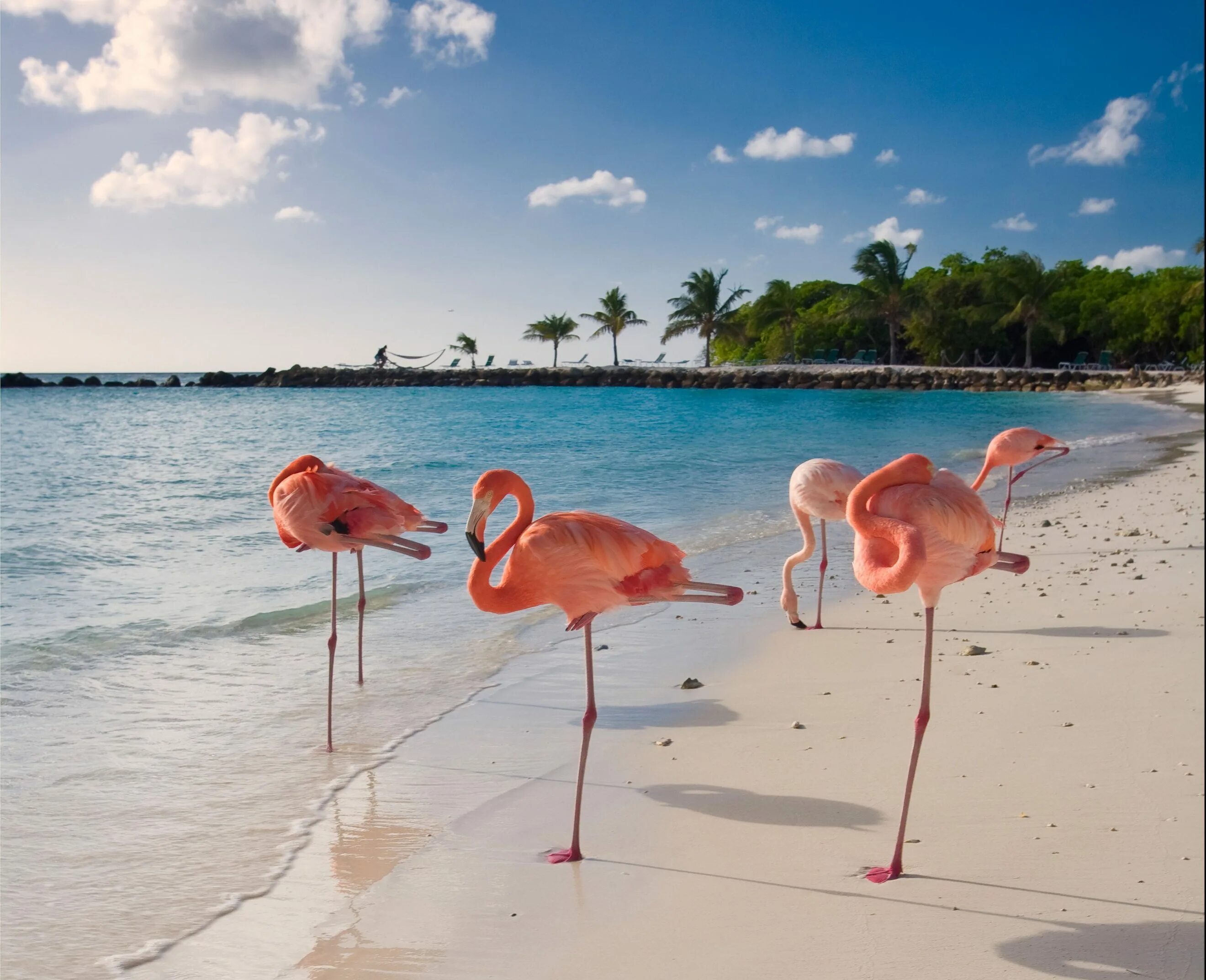 Фламинго на сардинии. Остров кайо коко фламинго. Фламинго таб. Фламинго экскурсии. Лагуна де овьедо доминикана.