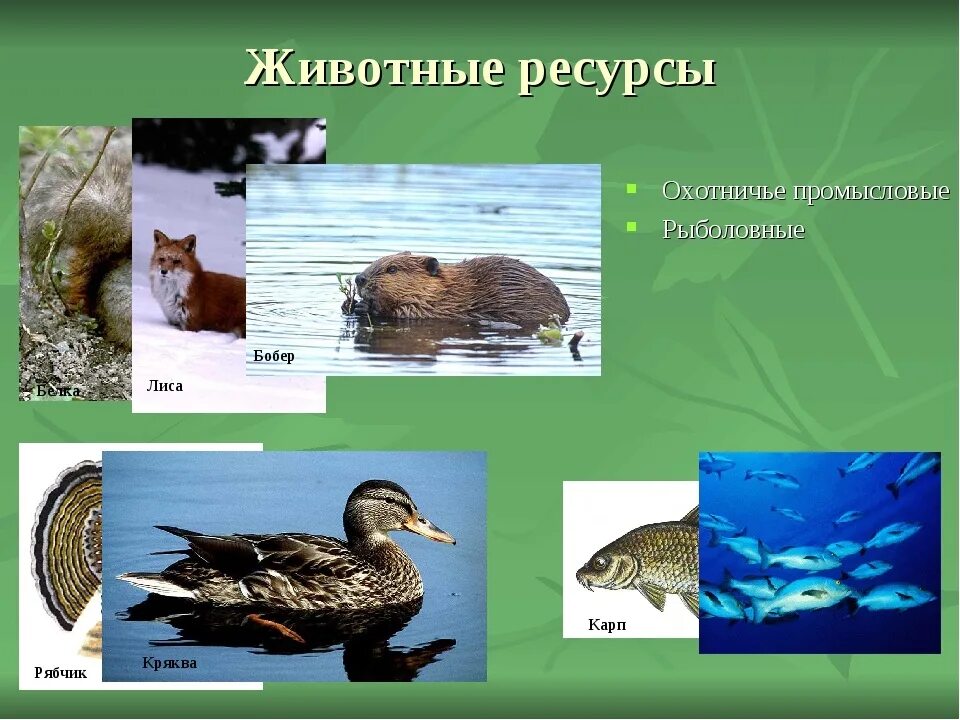 биологические ресурсы растительные и животные. понятие биологические ресурсы. биологические ресурсы. растительные ресурсы. биологические ресурсы животные.