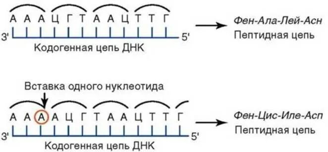 Матрицей является цепь днк. Кодогенная ДНК. Кодогенная цепь. Сдвиг рамки считывания. Матричная и кодогенная ДНК.