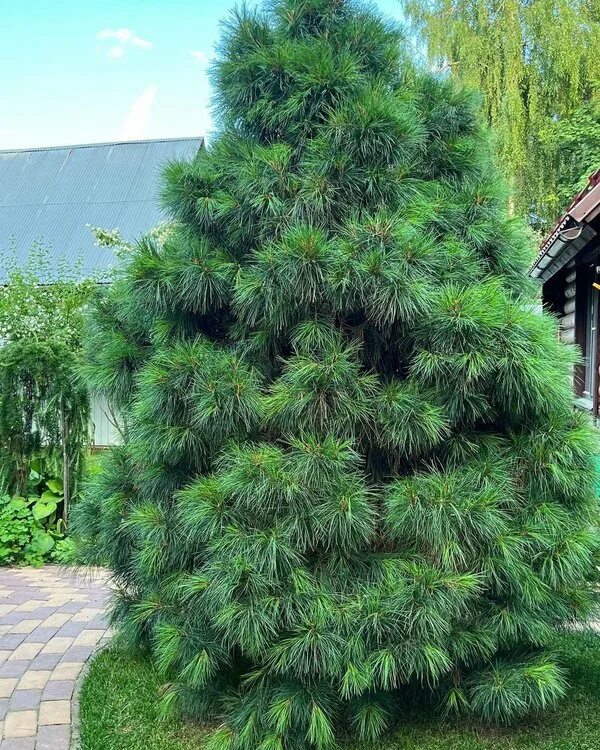 Саженцы кедров леспросвет. Кедровая 2. Pinus koraiensis 'silveray'. Живица кедровая. Кедр var stenocoma.