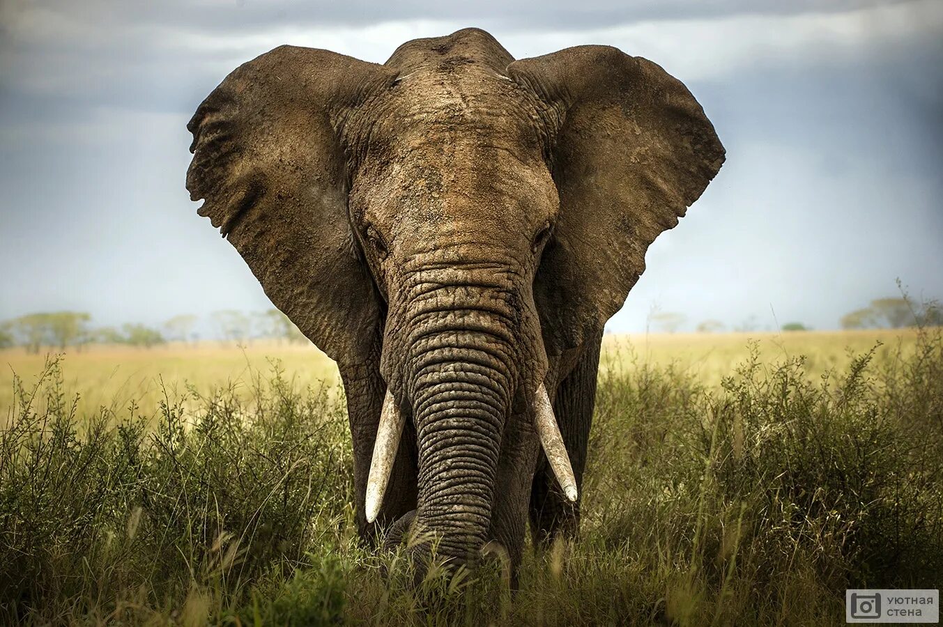 Амбосели животная фауна. Collection of elephant silliu. Fil 4. Fb team collection слон. Слониха слоненок и слон.