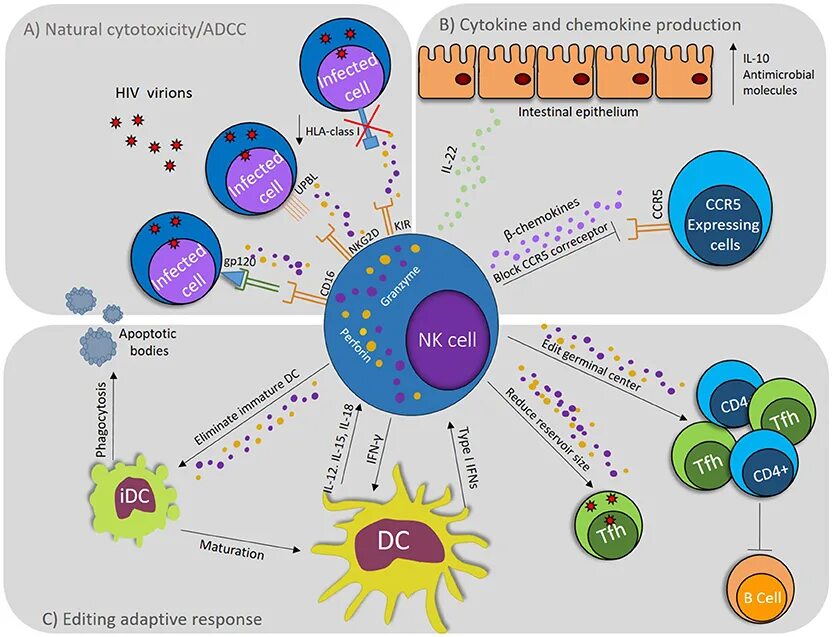 Адаптивные NK-клетки. NK Cells. Functions of NK Cells. HIV-specific b-Cell response. Human immunodeficiency virus 1