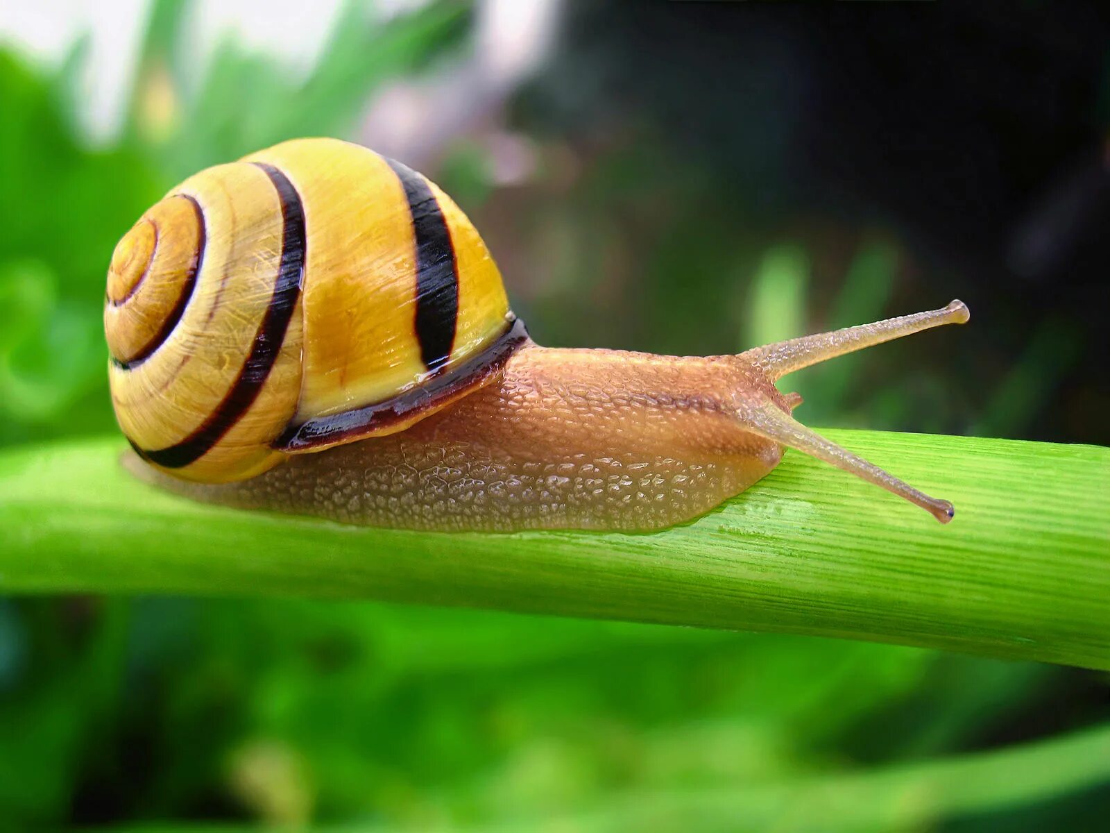 Улитка priotrohatella stellata. Fruticicola fruticum m. Улитка какое семейство. Панцирь улитки. Характеристика виноградной улитки.