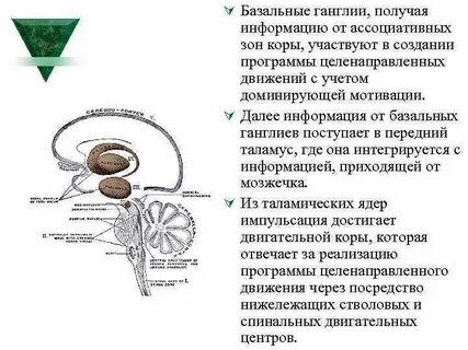 Роль базальных движений