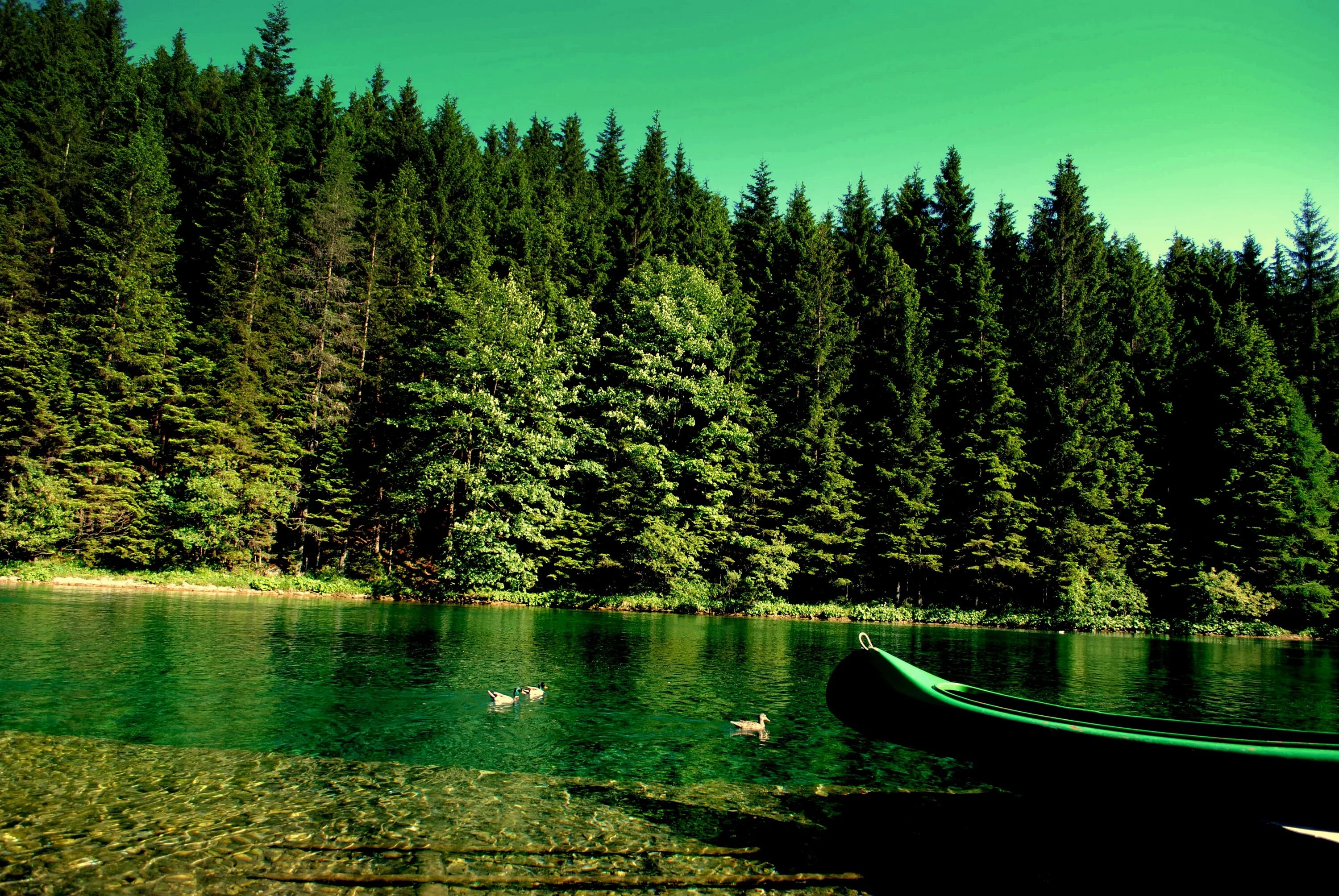 Картинка на обои высокого качества. Озеро Рица. Озеро Грин Лейк Гавайи. Телецкое озеро. Природа лес.