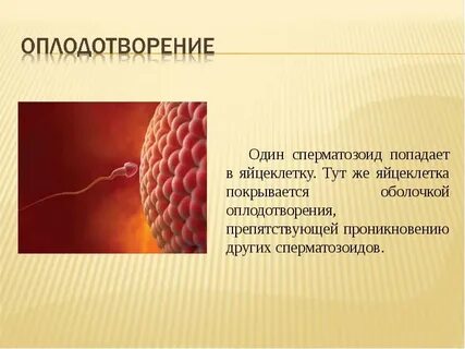 Оболочка оплодотворения яйцеклетки