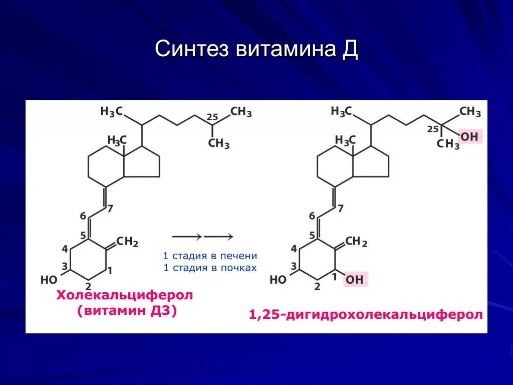 25 он д3. Синтез активной формы витамина д3. Синтез витамина д3 биохимия. Образование активных форм витамина д3. Активная форма витамина д3 1.25 диоксихолекальциферол.