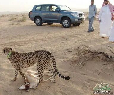 Pet cheetah