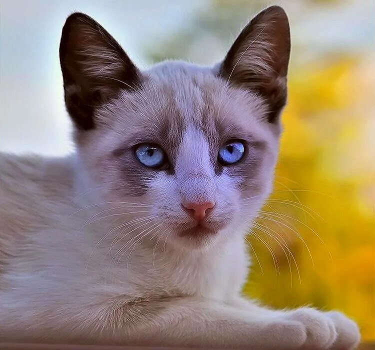 Породы котов с голубыми глазами. Порода Охос азулес. Охос азулес кошка. Охос азулес длинношерстный. Оху азелес порода кошек.