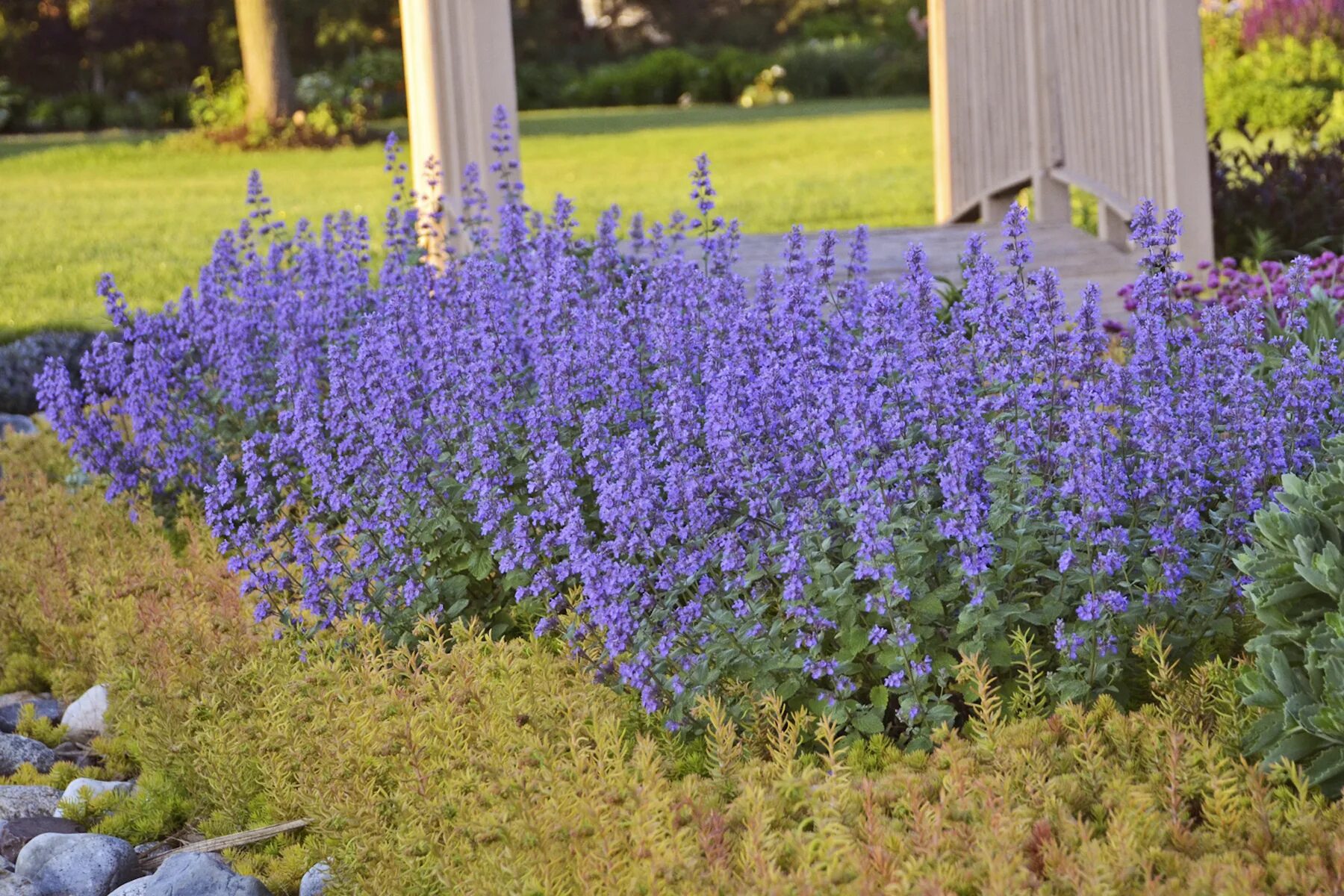 Котовник голубая пантера. Котовник фассена (nepeta. котовник фассена blue wonder. котовник фассена пурсиан блю. котовник фассена уолкерс лоу.