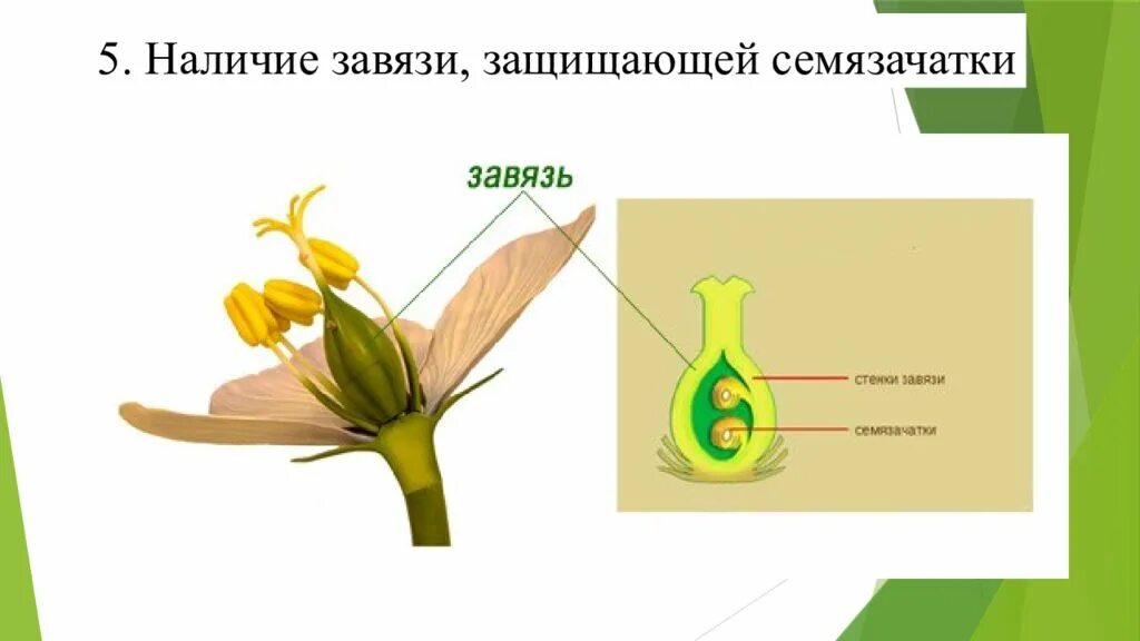 Завязь покрытосеменных. Завязь цветковых растений. завязь цветковых растений формируется в. завязь семязачатки плод. завязь и семяпочка цветка.
