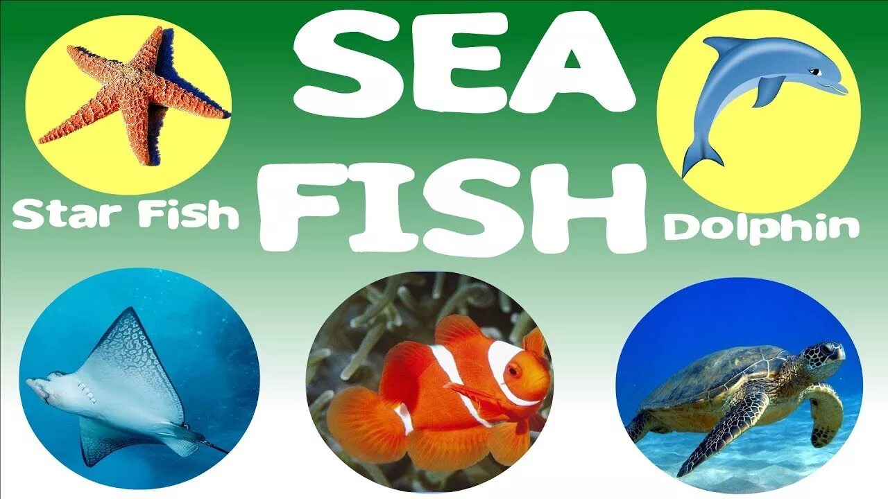 Fish name. Sea Fish Vocabulary. Fishing Vocabulary. Sea animals. Sea animals names.