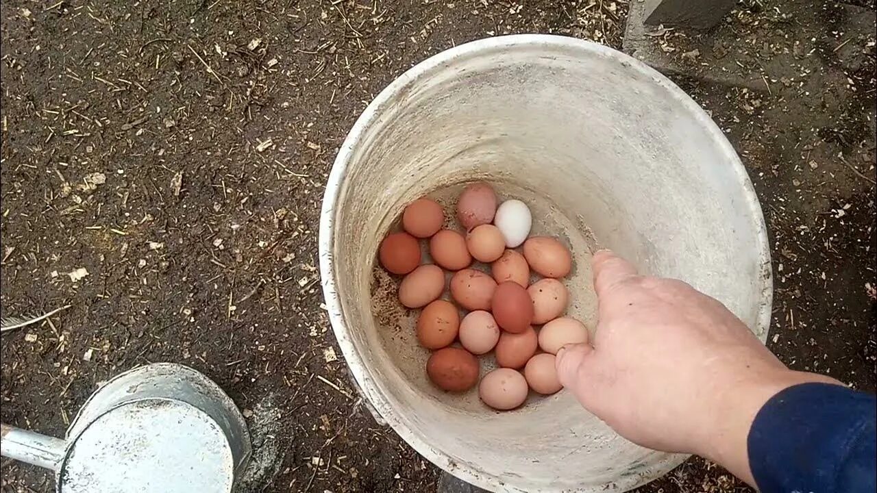 Как быстро собирать яйцо